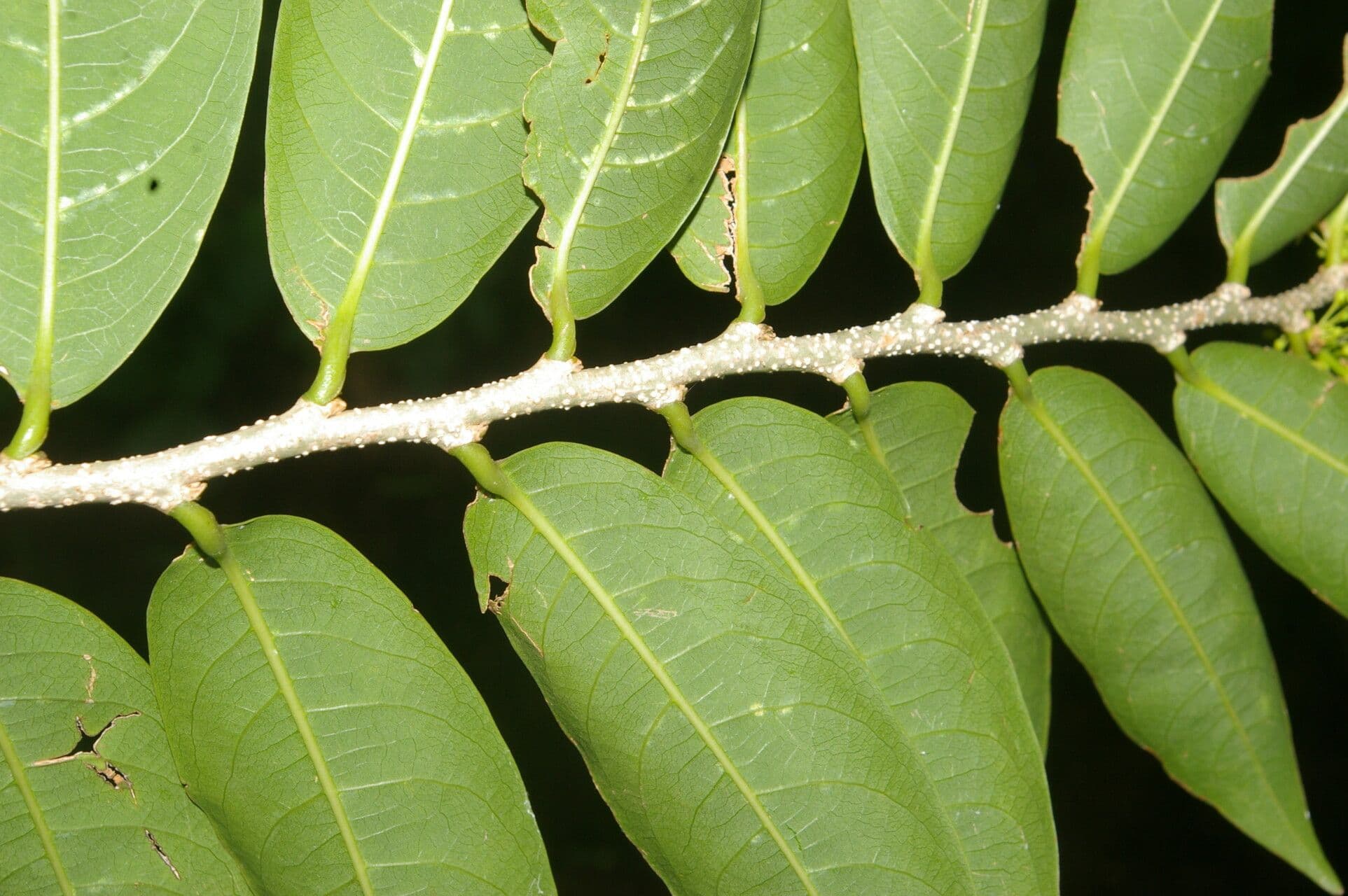 Margaritaria nobilis 11