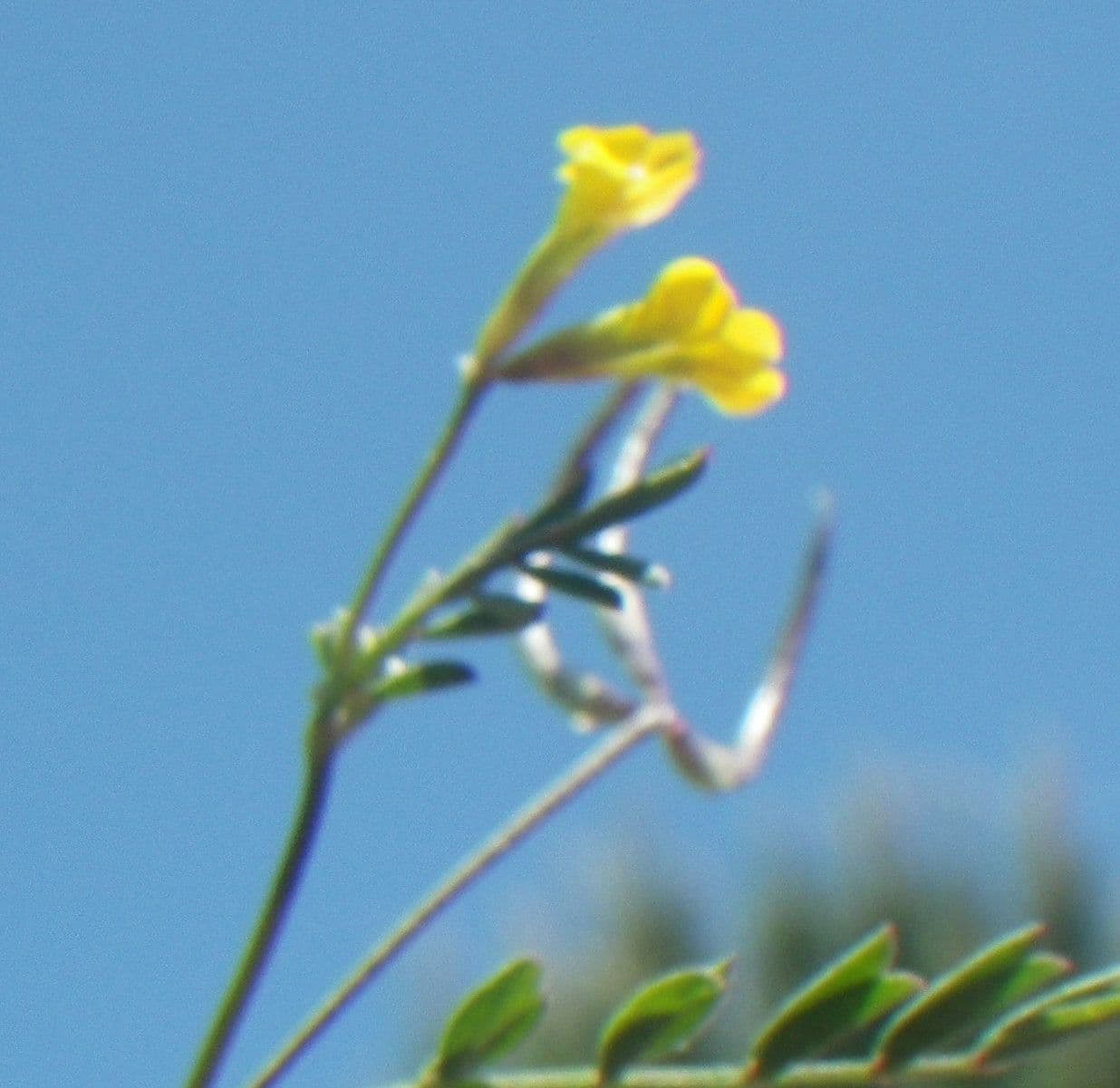 Ornithopus pinnatus 18