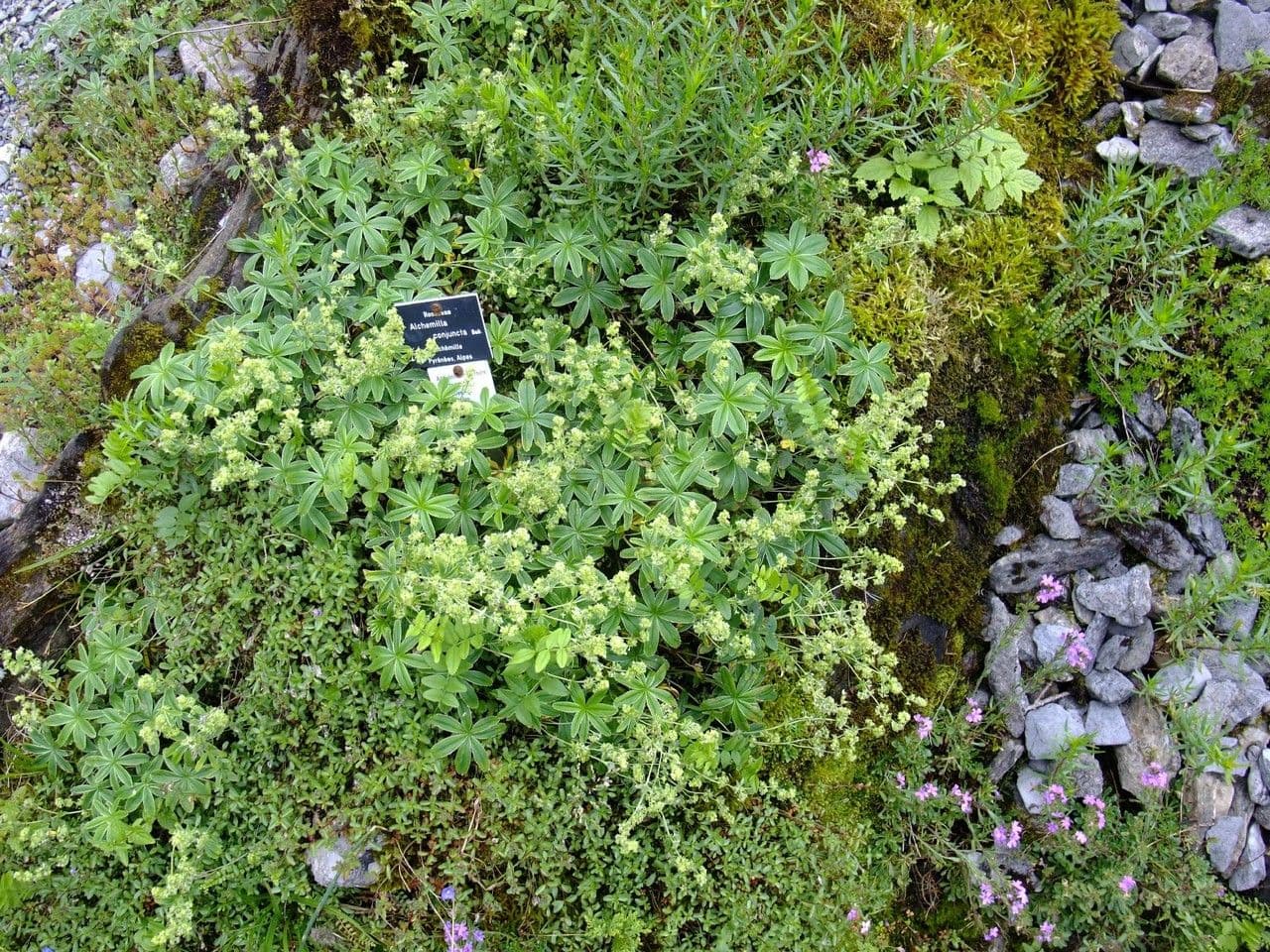 Alchemilla congiunta 8