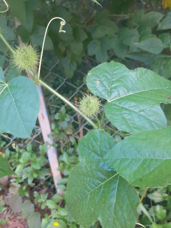 Passiflora fetida 2