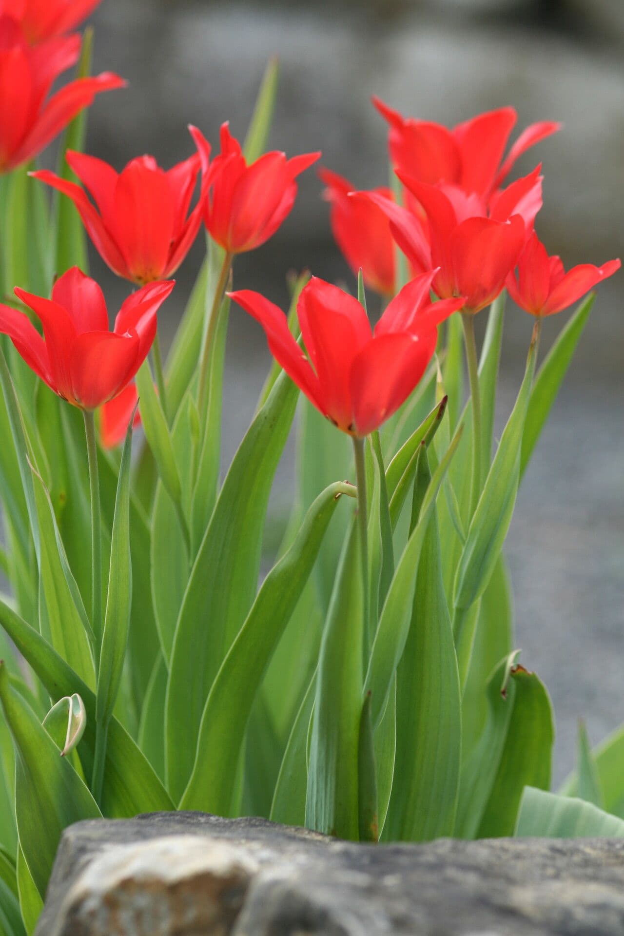 Tulipano 3