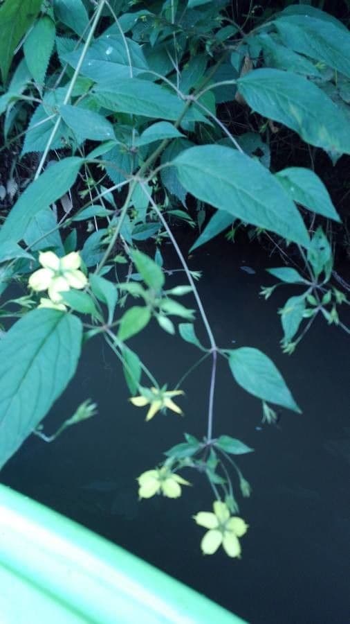 Lisimachia lanceolata 10