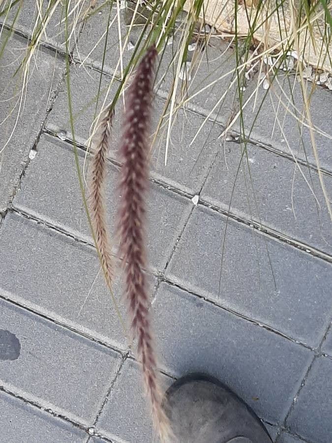 Erba fontana viola 2