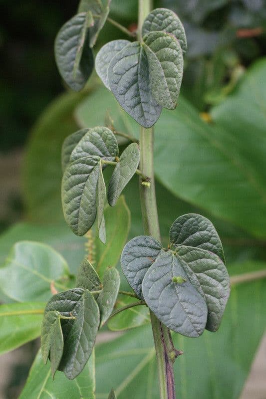 Senna 3