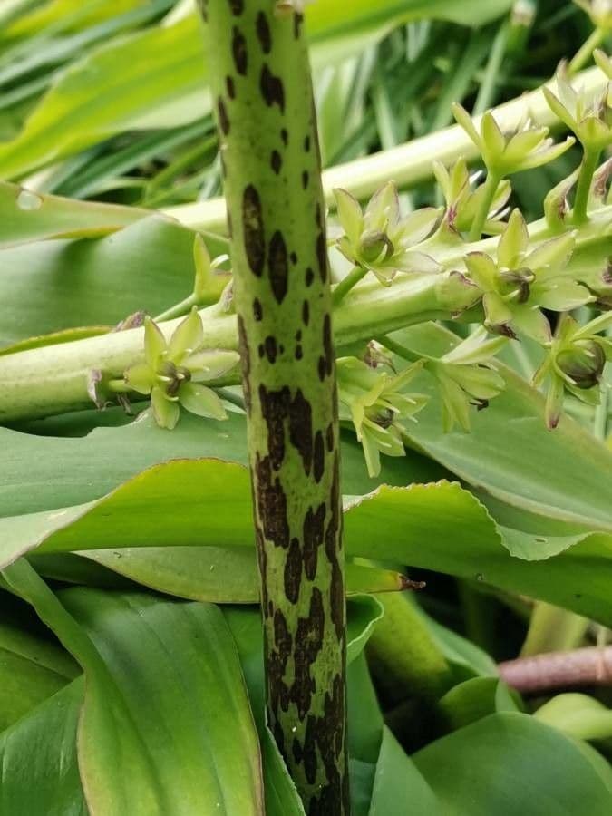 Eucomis 16