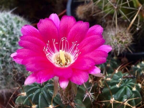 Cactus a cinque lobi 6