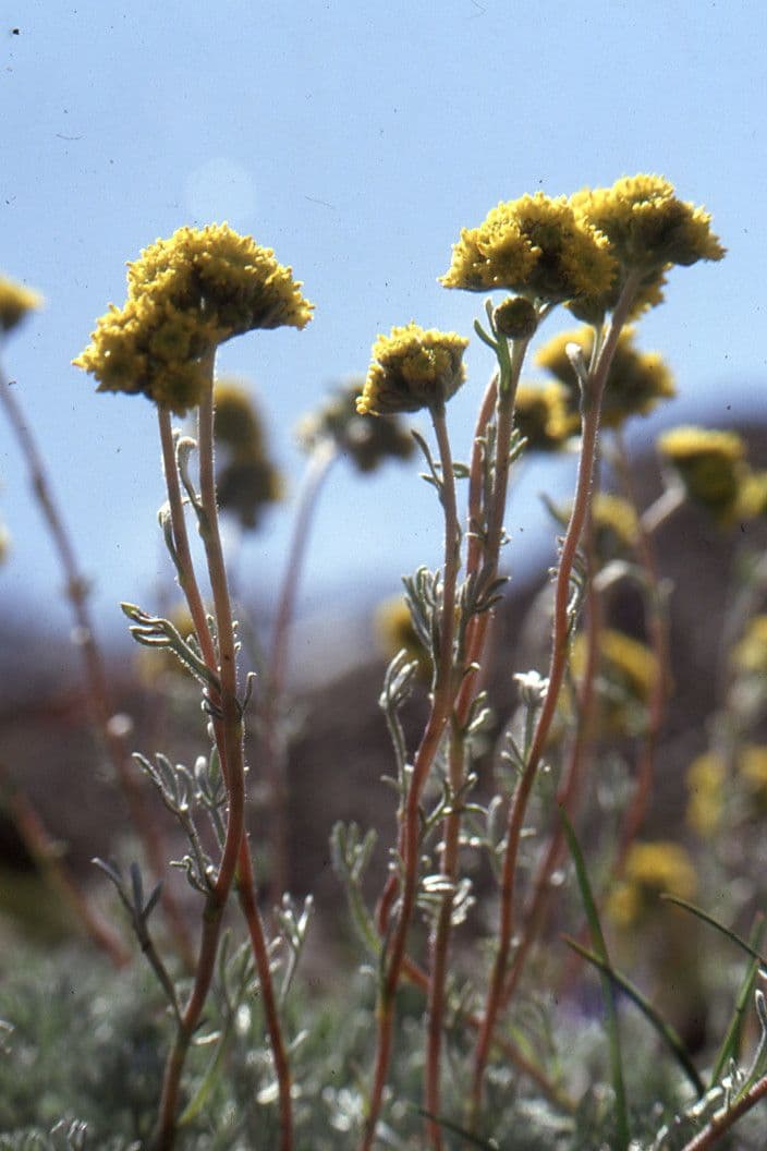 Artemisia glaciale 5