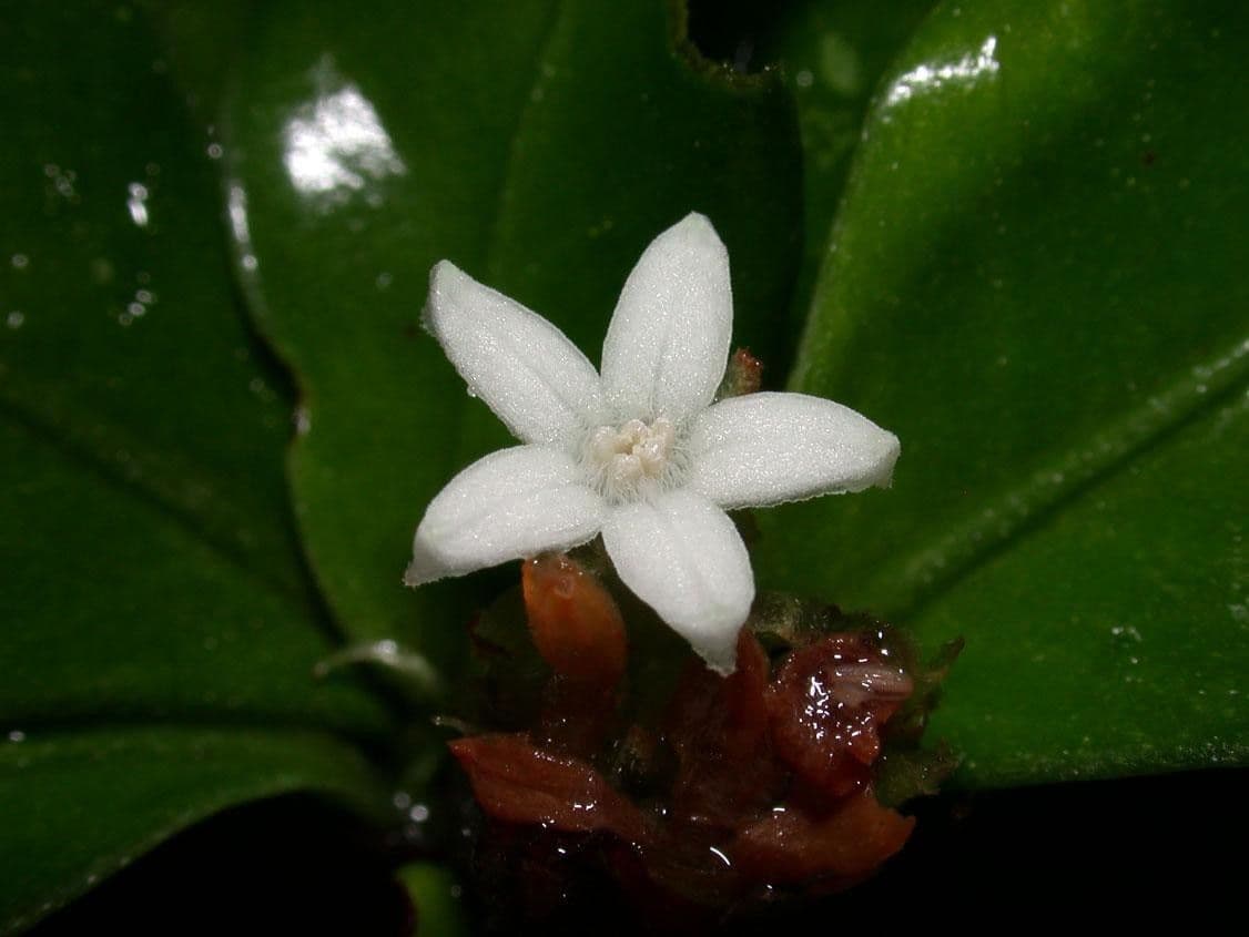 Psicotria del Chagres 6
