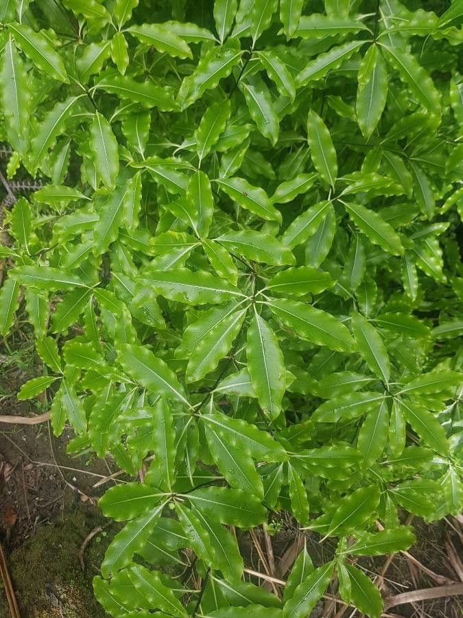 Pitospor eugenioides 4