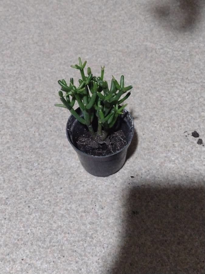 Cactus corail 9