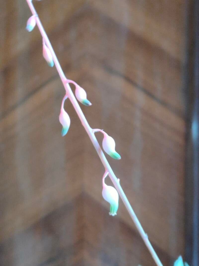 Gasteria 2