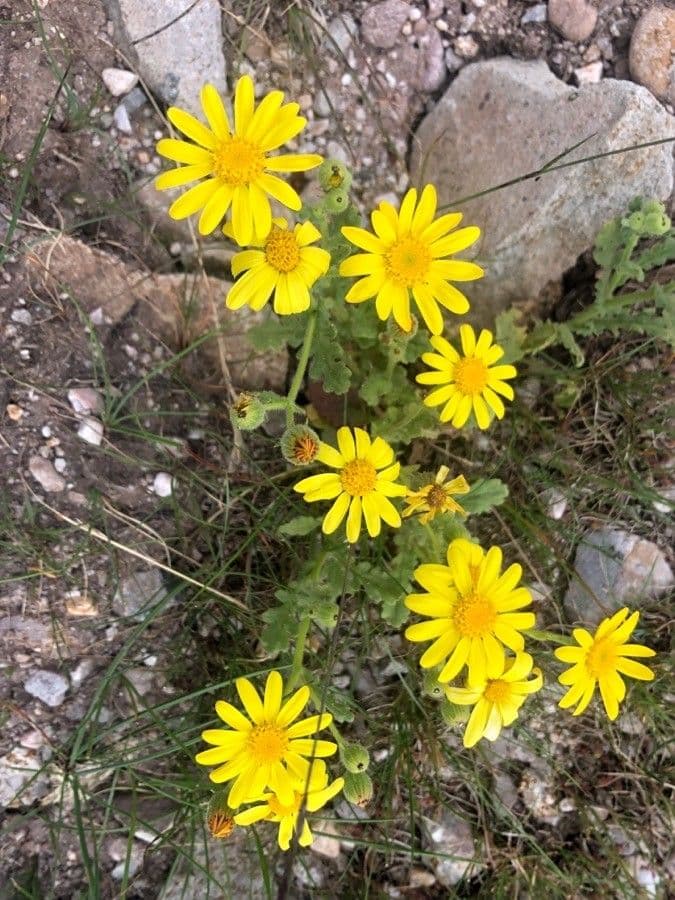 Senecio 2