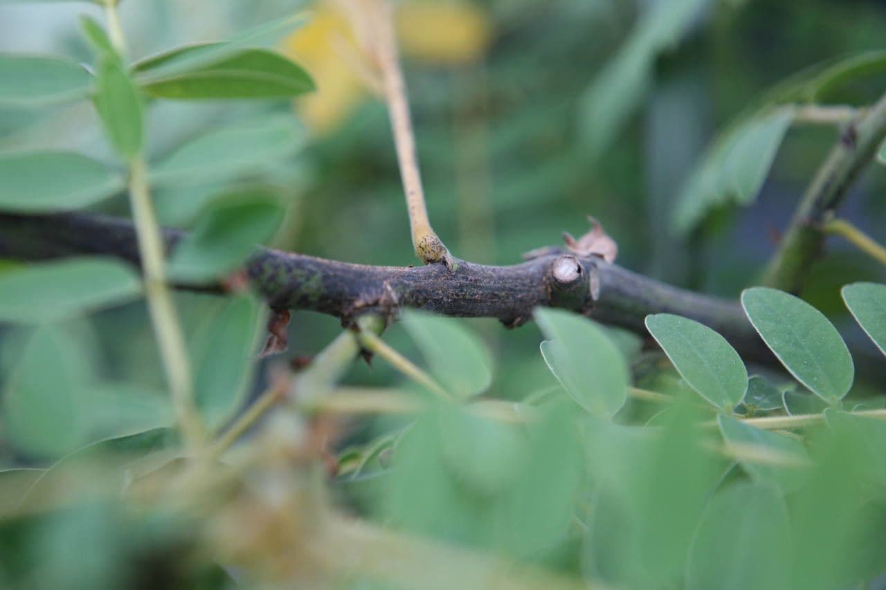 Senna didymobotrya 22