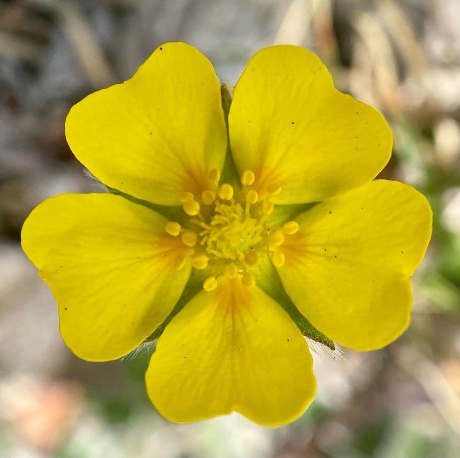 Potentilla nivea 5