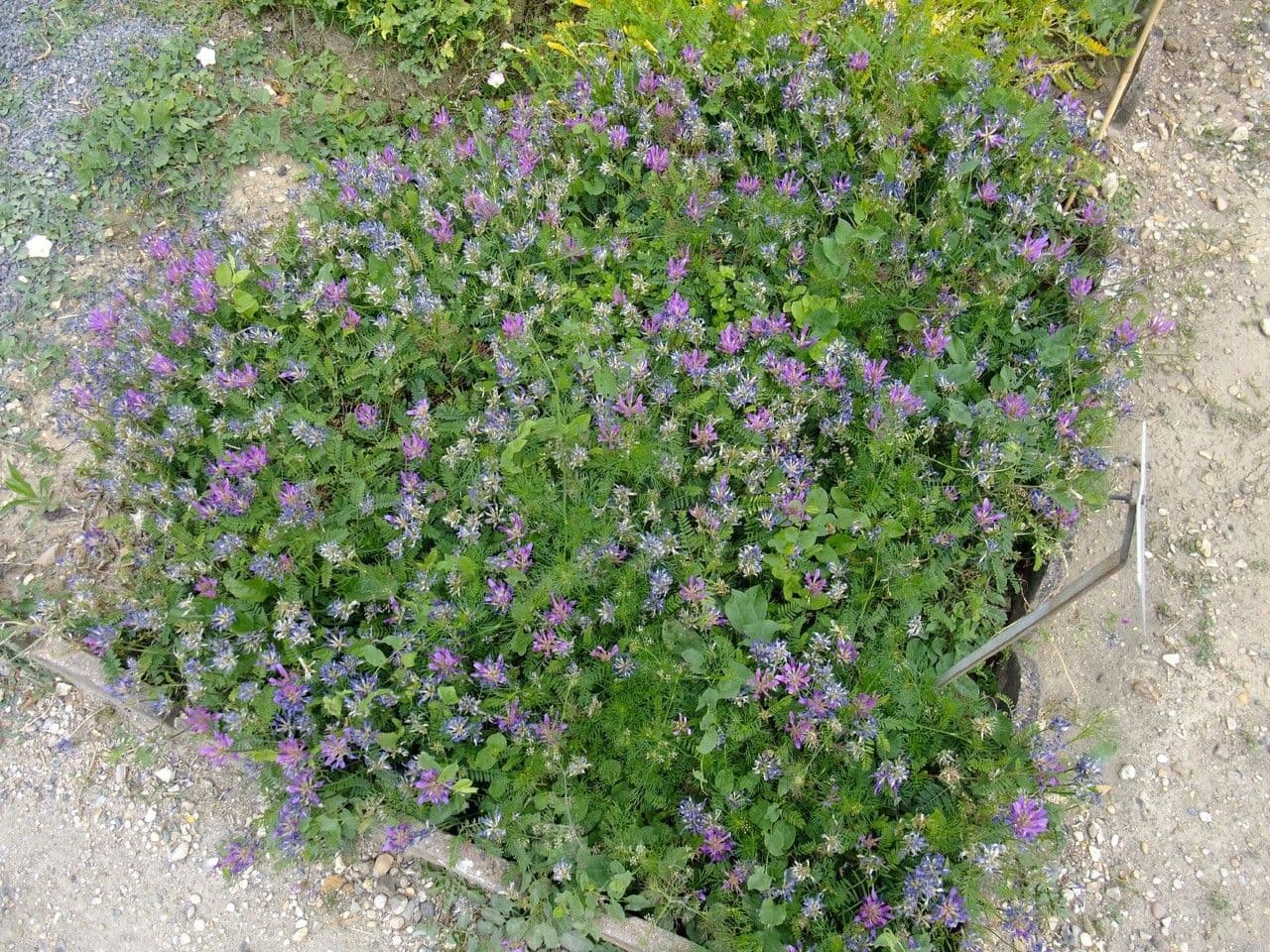 Astragalus onobrychis 9