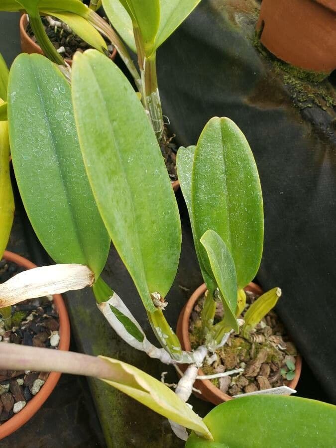 Orchidea di Natale 8