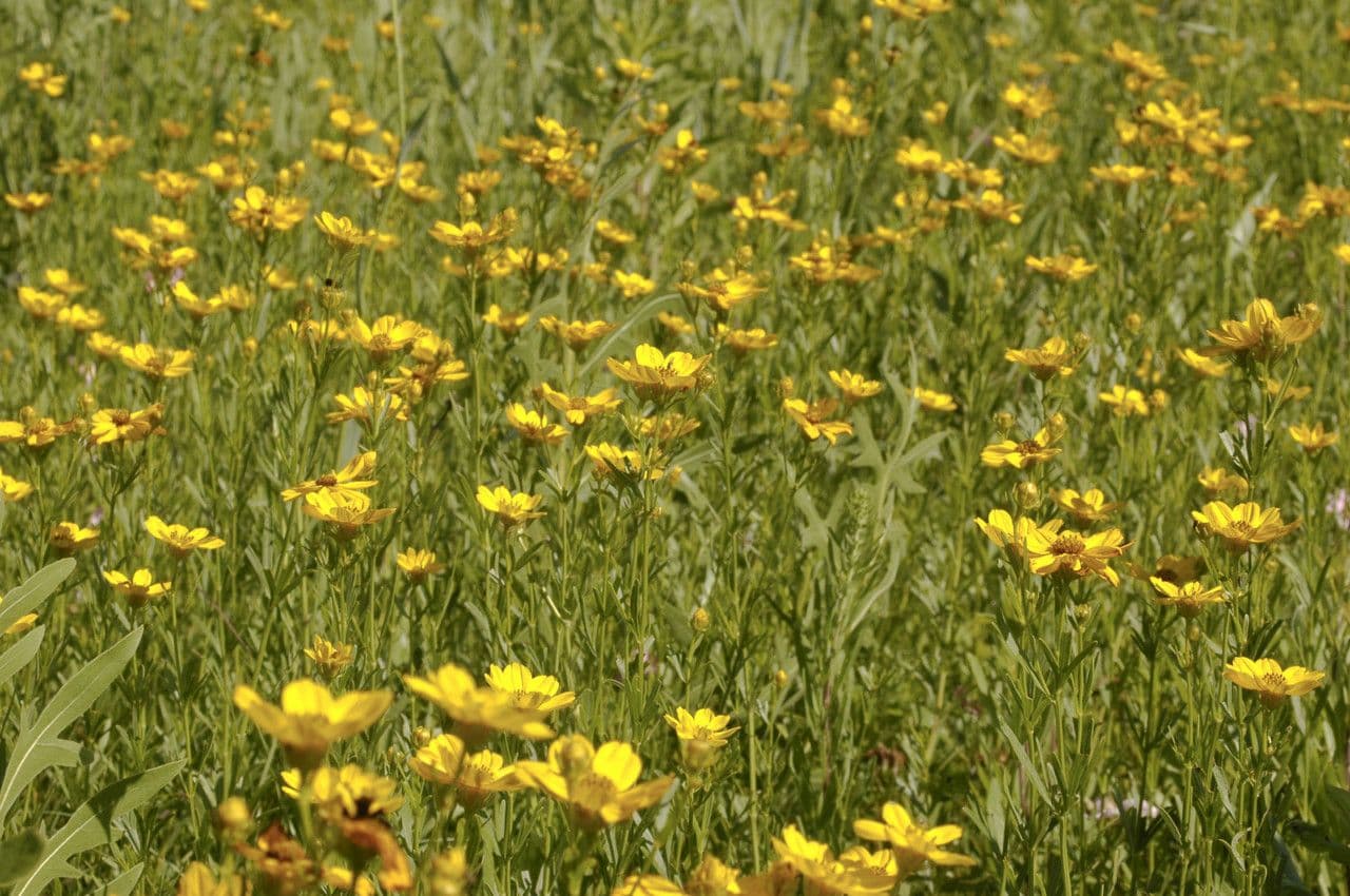 Coreopsis palmata 8