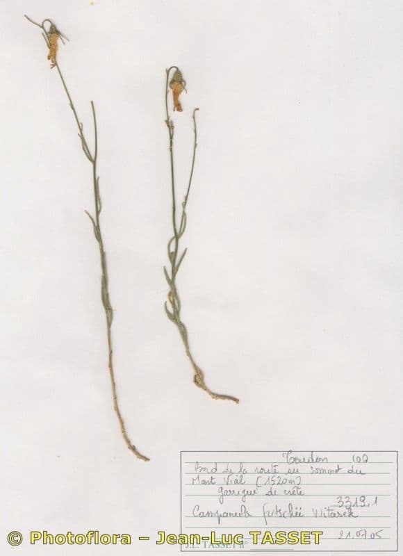 Campanula 11
