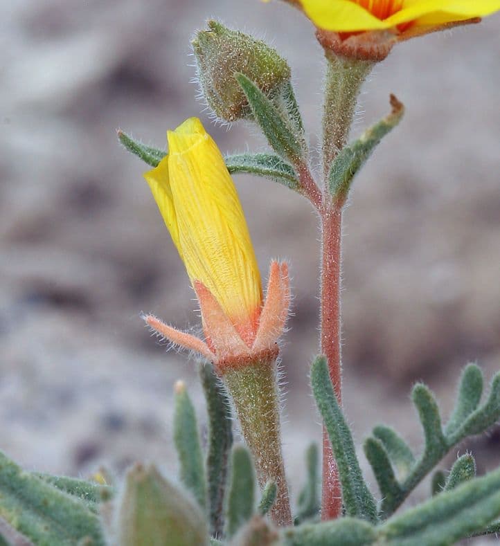 Mentzelia 4