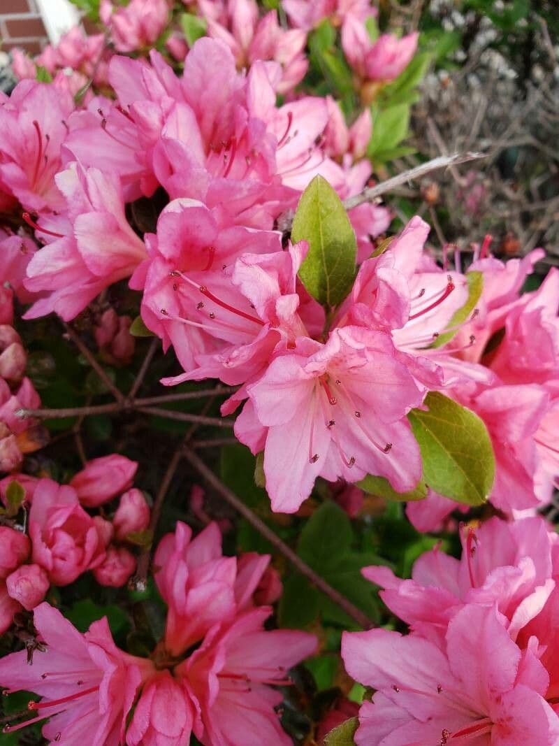 Azalea precoce 5