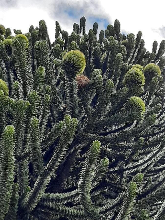 Aracauaria 6