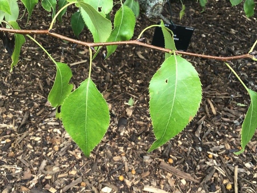 Pear