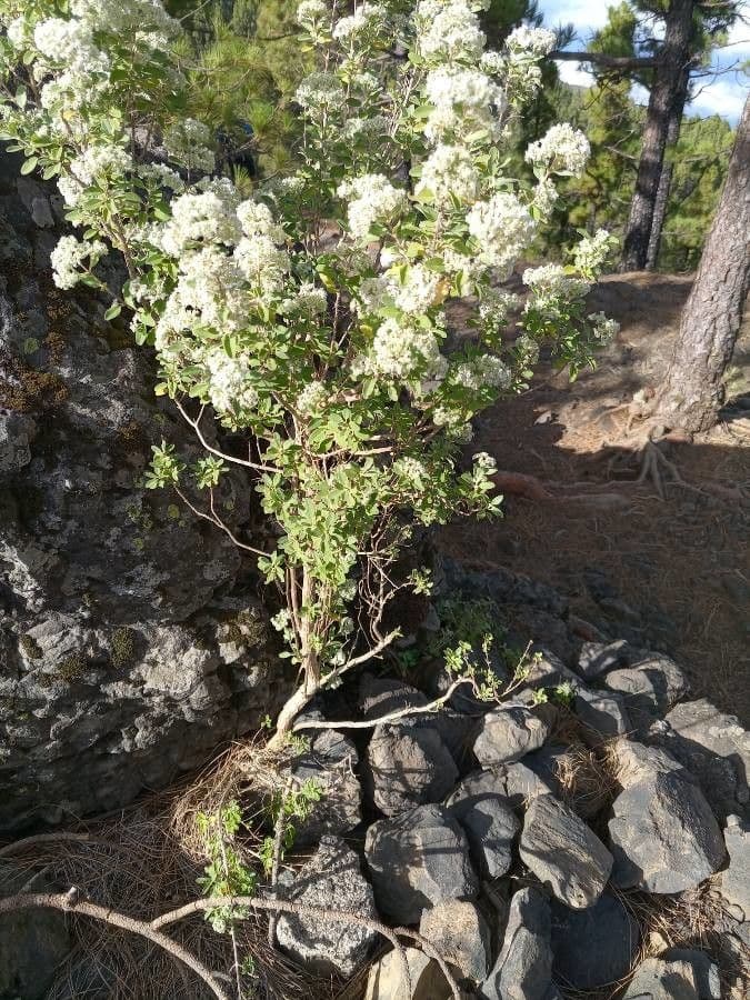 Bystropogon 8