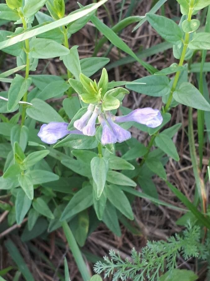 Scutellaria hastata 5