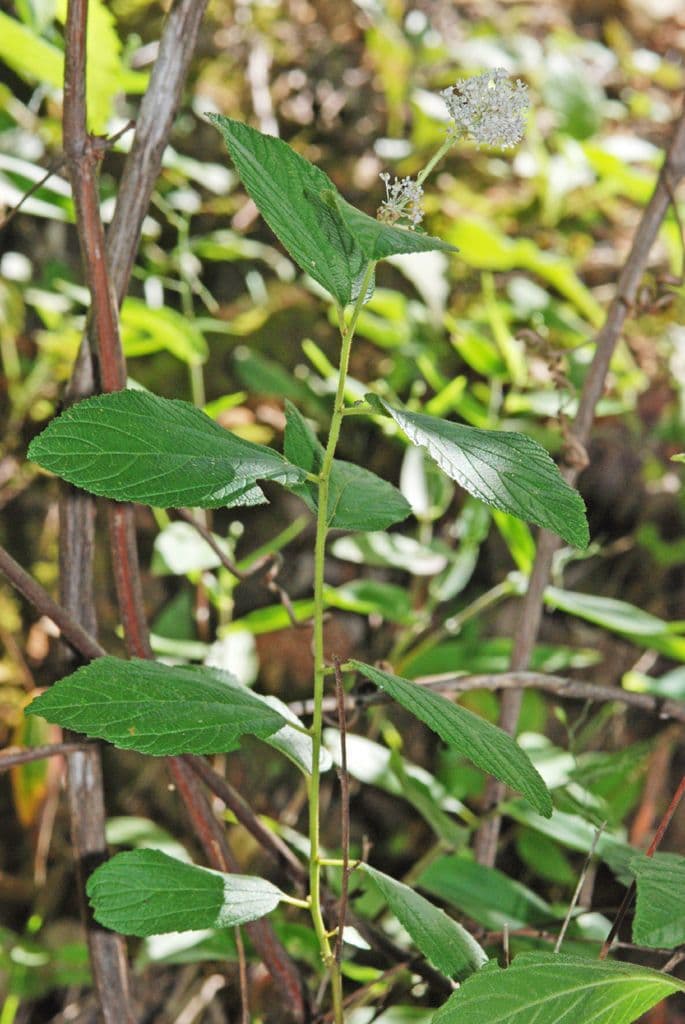 Ceanothus americký 11