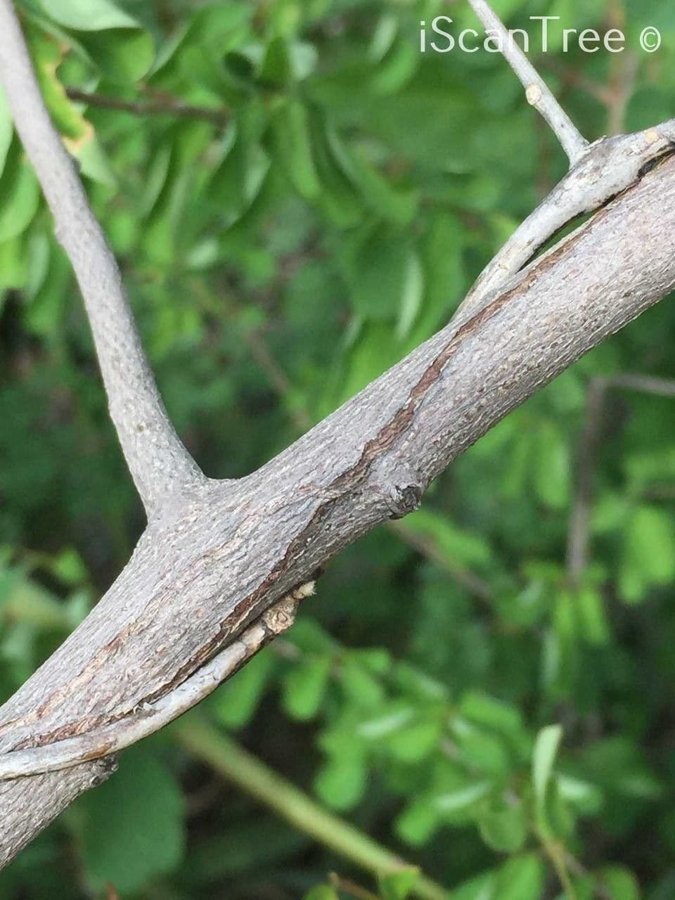 Grewia gialla 13
