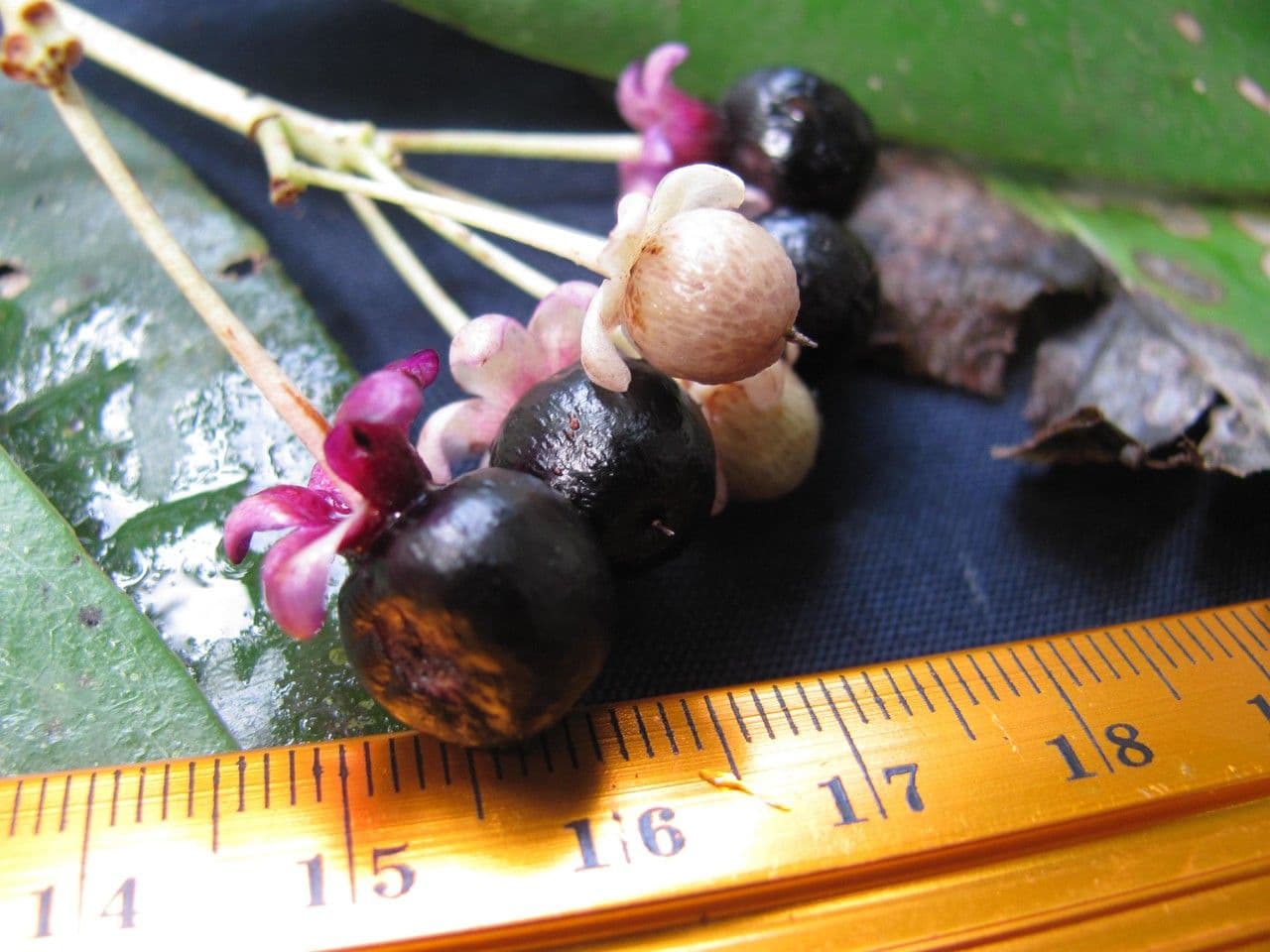 Ardisia 5