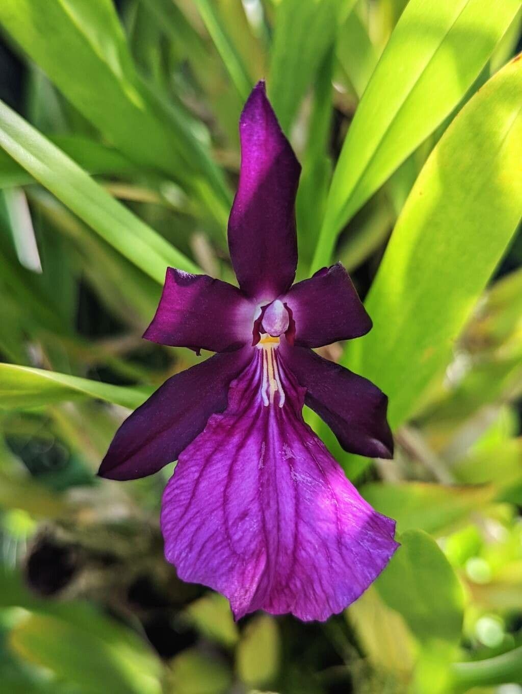 Miltonia 3