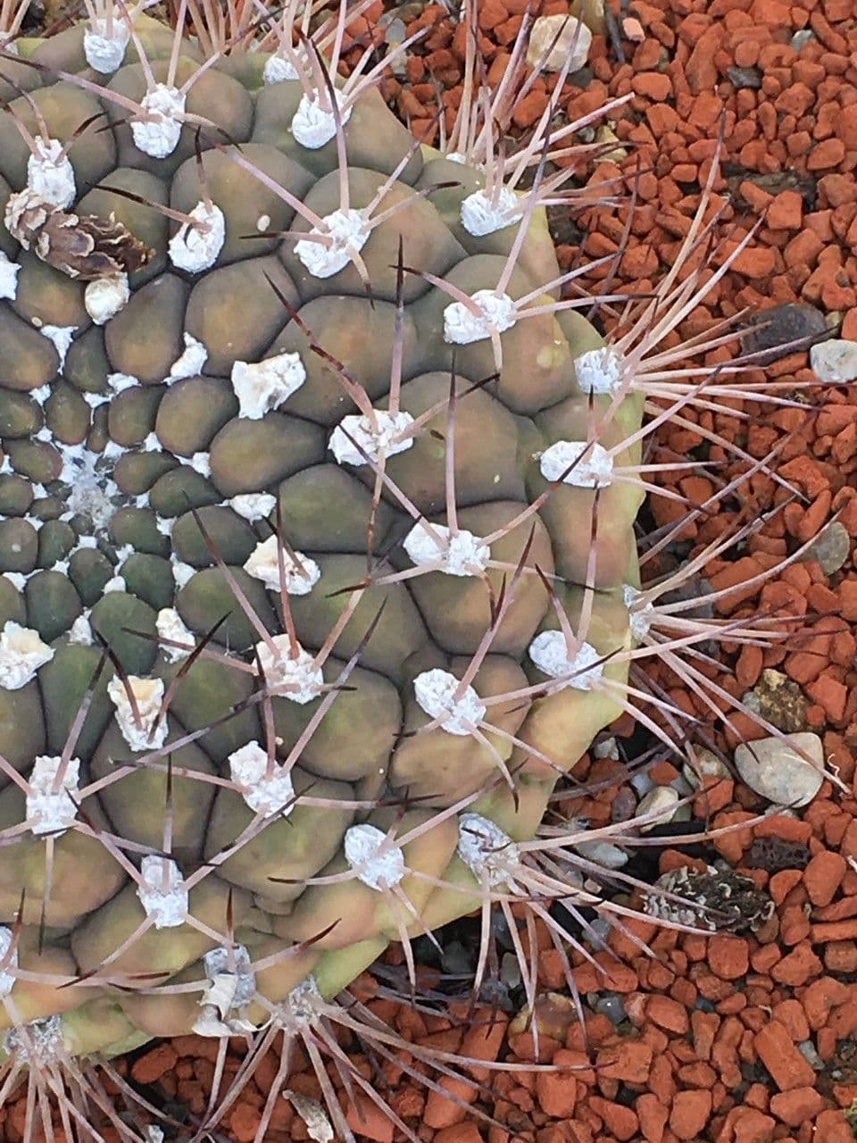Gymnocalycium 22