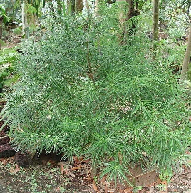 Podocarpus 14