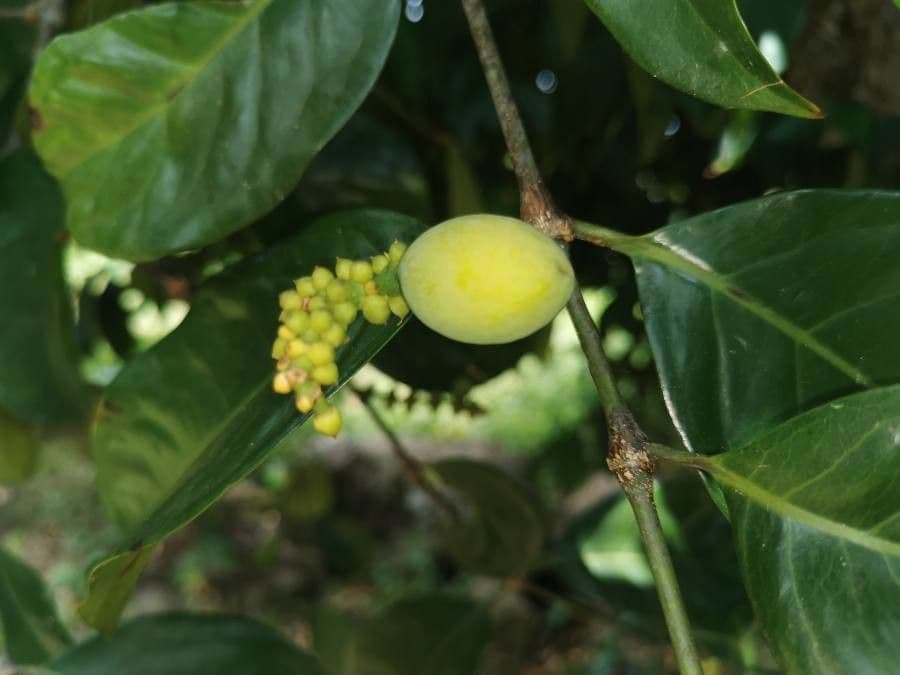 Gnetum gnemon