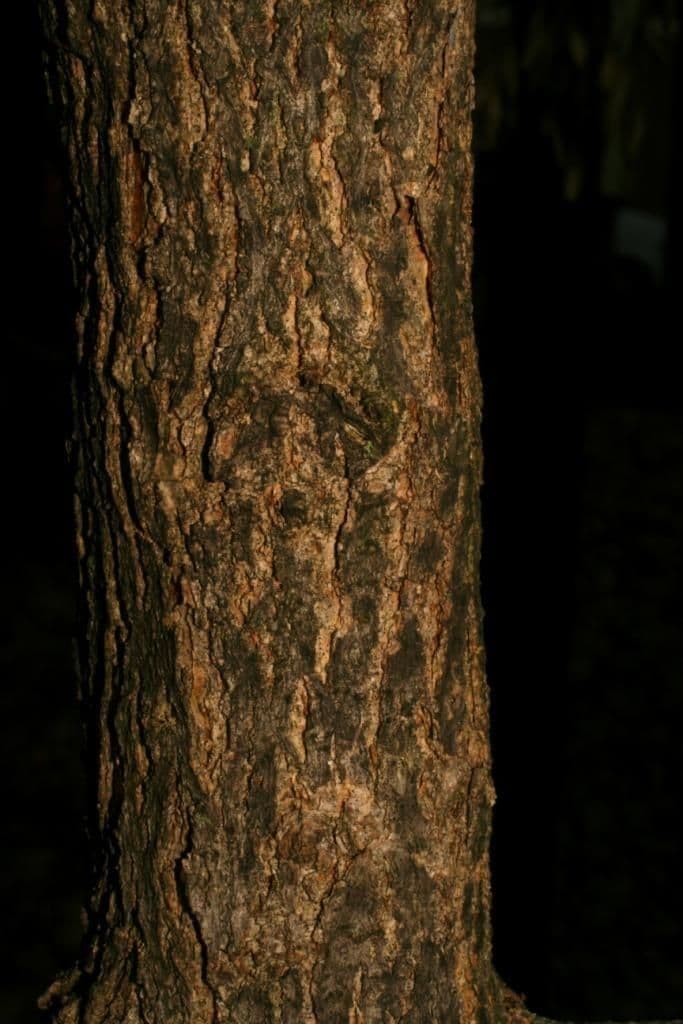 Vierkantiger Esche 12