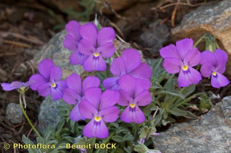 Viola 8