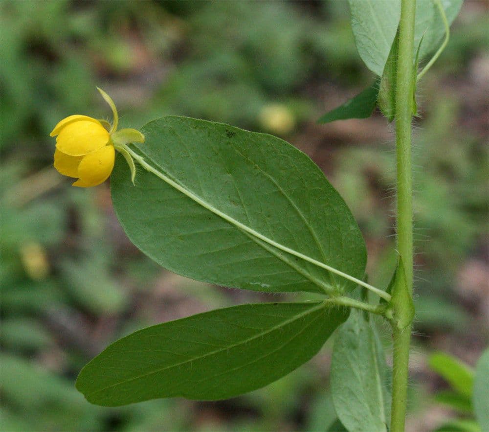 Chamaecrista rotundifolia 17