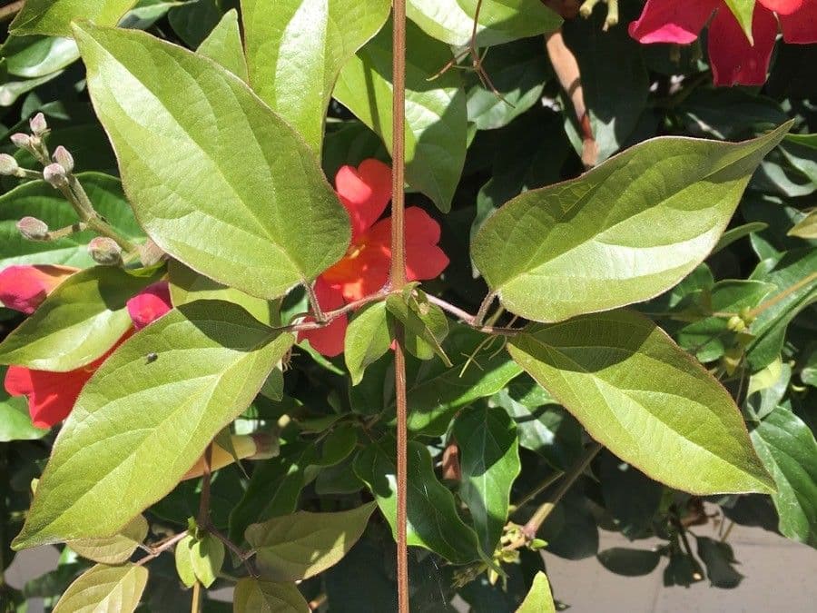 Amphilophium 13