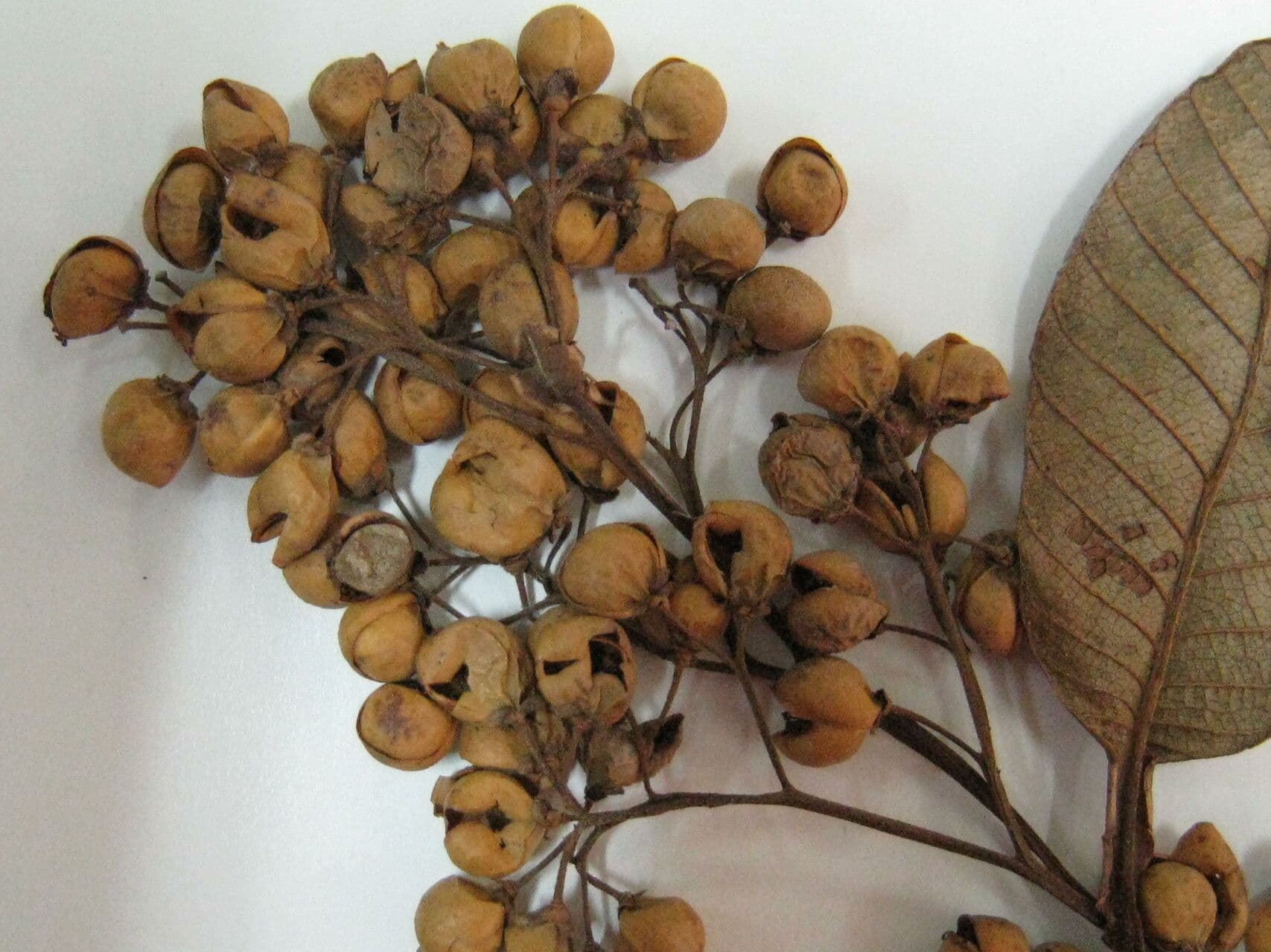 Davilla di Kunth 10
