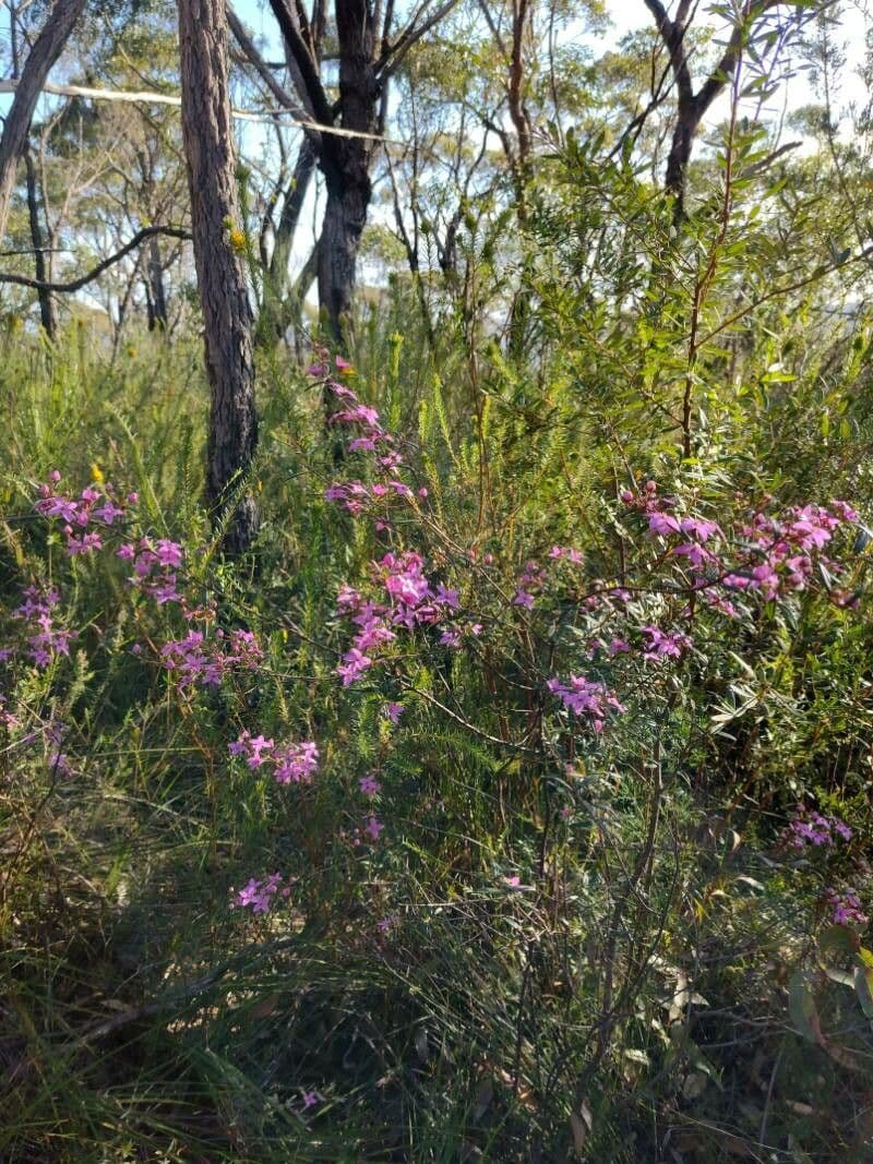 Boronia ledifolia 7