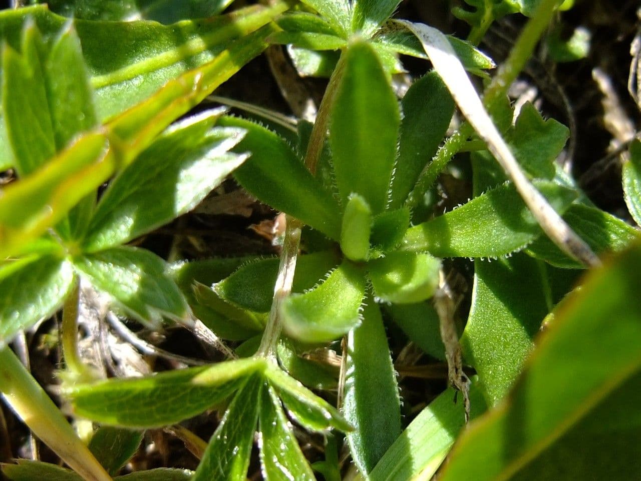 Androsace chamaejasme 8