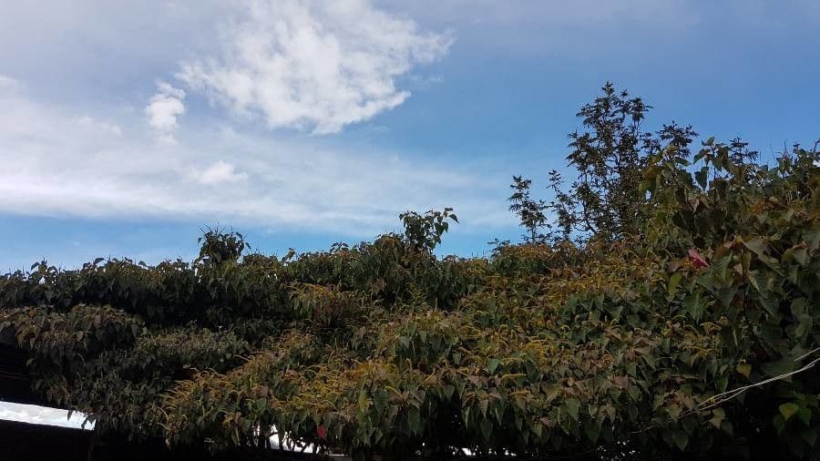 Homalanthus populifolius 14