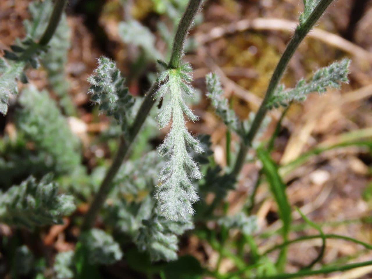 Achillea 8