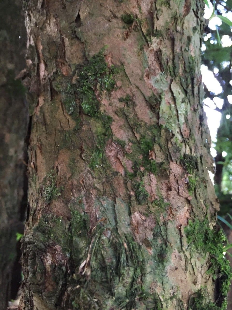 Podocarpus 11