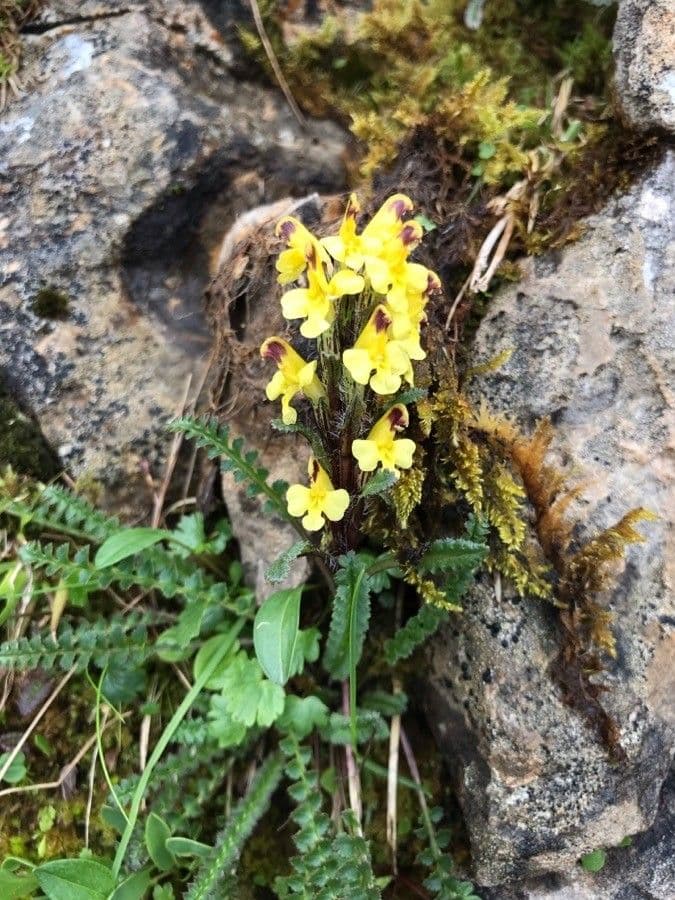 Pedicularis di Oeder