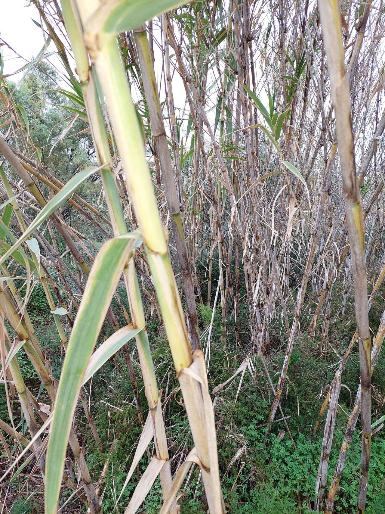 Canna di seta 8