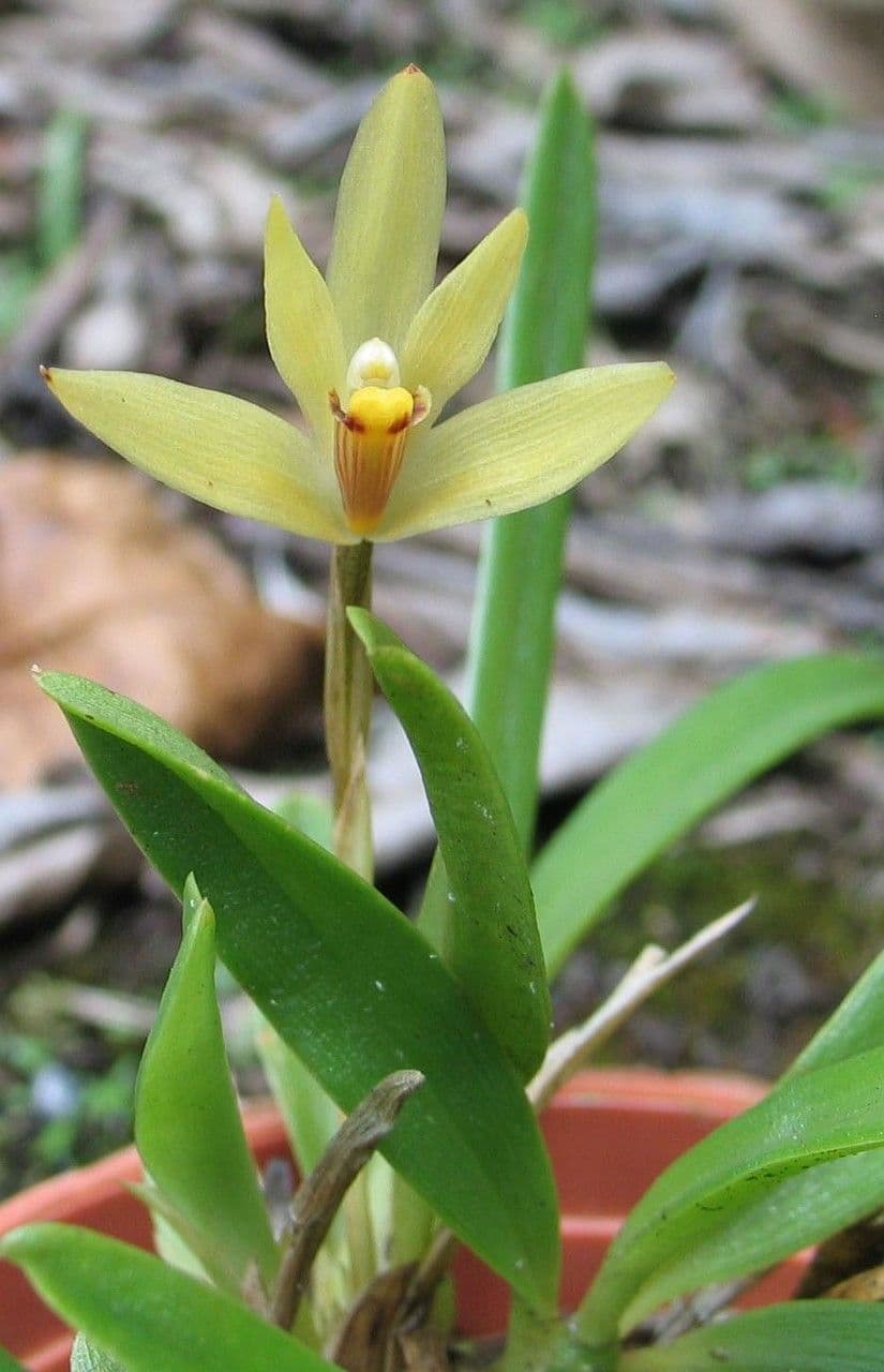 Maxillaria 3