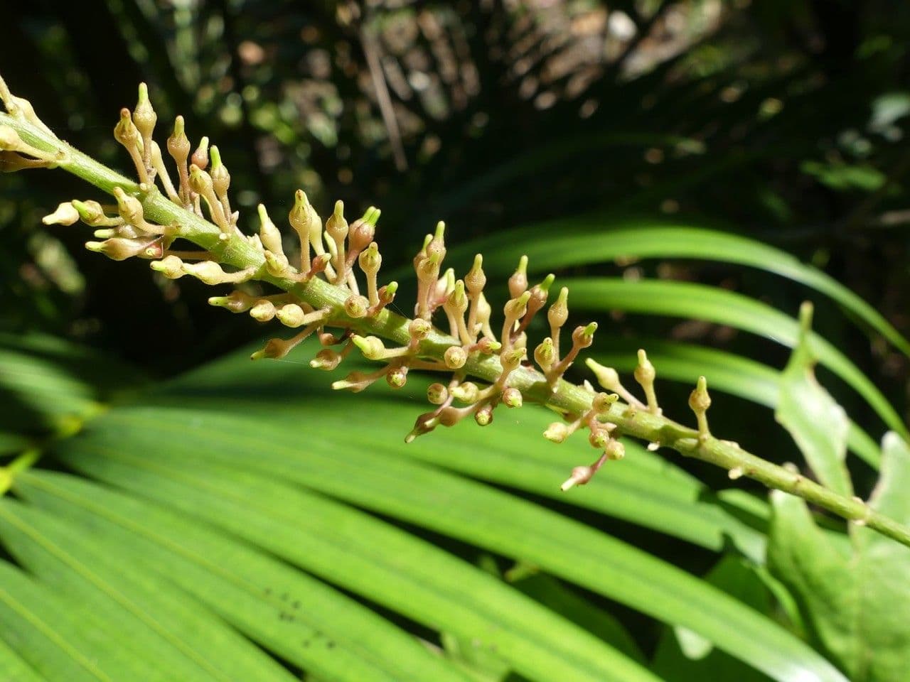 Odontonema tubaeforme 4