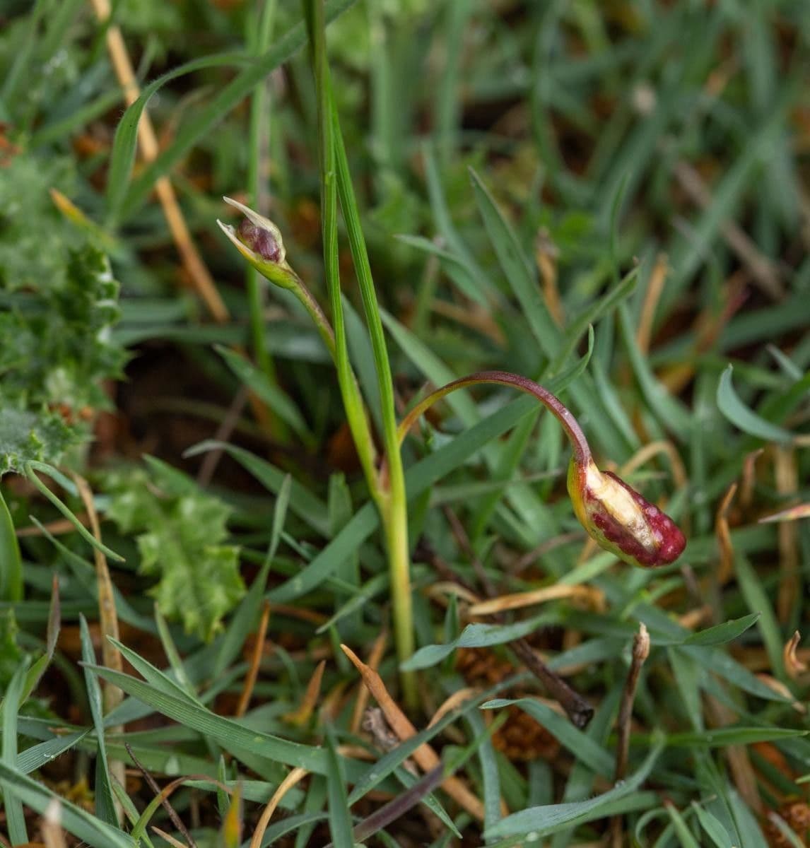 Romulea 3